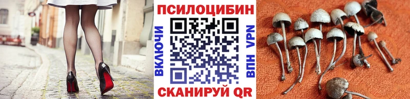 Купить закладки  Избербаш  Псилоцибиновые грибы GOLDEN TEACHER 